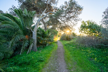 Abandoned area with lush vegetation at the braamcamp farm in the portuguese city of Barreiro-Portugal