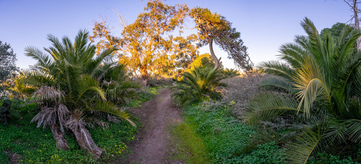 Abandoned area with lush vegetation at the braamcamp farm in the portuguese city of Barreiro-Portugal