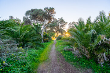 Obraz premium Abandoned area with lush vegetation at the braamcamp farm in the portuguese city of Barreiro-Portugal