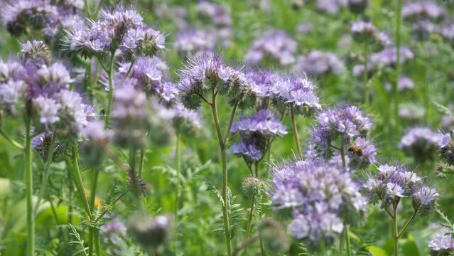 Bees and other insects on phacelia flowers.
Phacelia is a wonderful honey plant and green manure.
