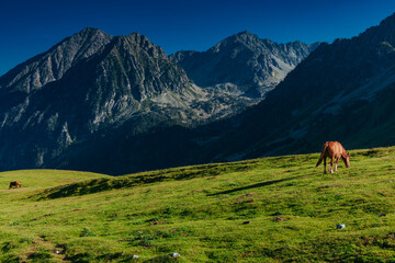 Horse grazing in a green meadow in the Pyrenees mountains