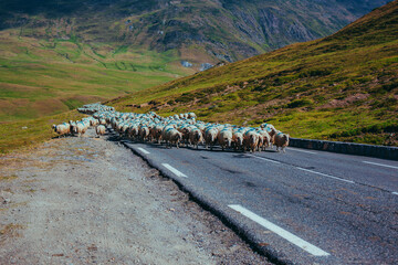 Sheep walking on automobile road in the mountains