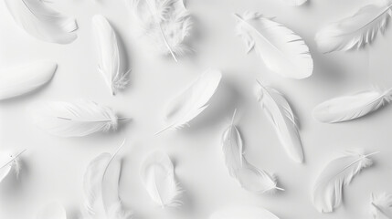 Light white feathers scattered on a white background.