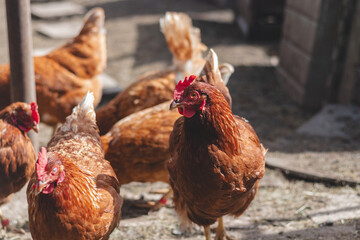 Domestic chicken with brown and white feathers running around the yard in the free range. Organic chickens. Homegrown eggs. Funny expression