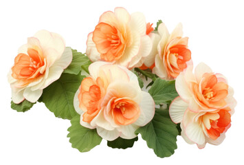 Flower plant petal rose.