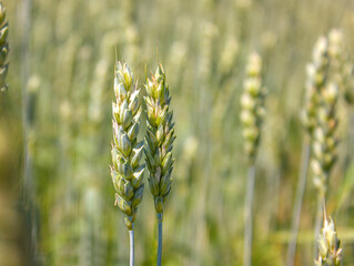 Two fresh ears of young Green Wheat on nature in spring summer field close-up with copy space. Two ears of wheat against the background of a field.