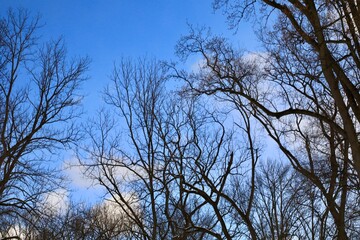 Obraz premium Bare tree branches on the cool winter sky