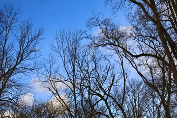 Bare tree branches on the cool winter sky