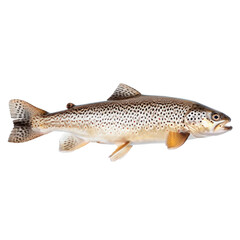 Fish. Isolated on transparent background.