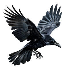 Obraz premium Black Raven During Flight. Isolated on transparent background.