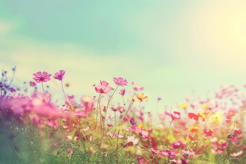 Fototapeta premium Field of Flowers Under Sky