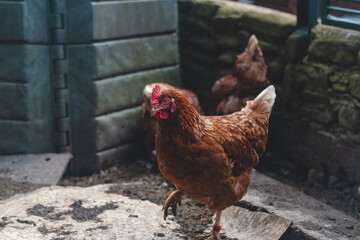Domestic chicken with brown and white feathers running around the yard in the free range. Organic chickens. Homegrown eggs. Funny expression