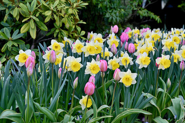 Spring flowers and bulbs in full bloom in beautiful estate garden park, tulips, daffodils, narcissus, gorgeous seasonal landscape © Kristin