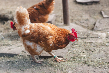 Domestic chicken with brown and white feathers running around the yard in the free range. Organic chickens. Homegrown eggs. Funny expression
