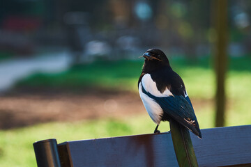 bird, magpie on a bench