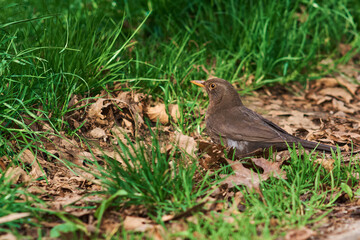 female blackbird in the grass