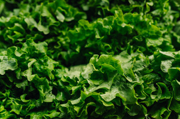 Close up of fresh organic green vegetables.