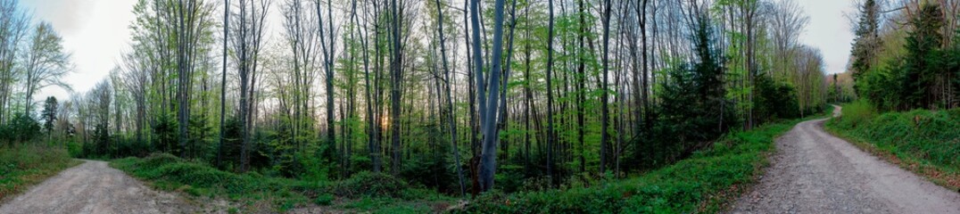 Panorama of dark green forest, gloomy light, forest in summer.