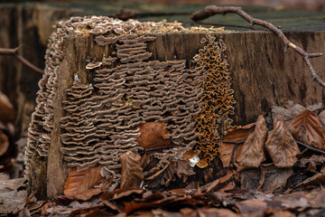 a lot of mushrooms on a stack in the forest