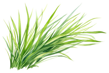 PNG  Grass plant green white background. 
