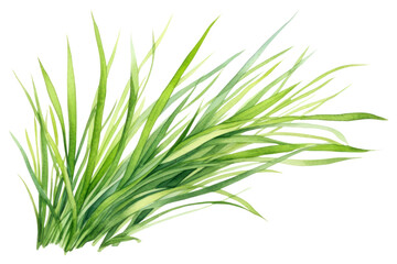 Fototapeta premium PNG Grass plant green white background. 