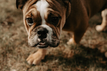Curious English bulldog puppy playing outside in the grass on a beautiful day. Photo taken in...