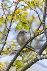 Chaffinch (Fringilla coelebs) - Widespread across Europe, Asia, and North Africa
