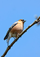 Chaffinch (Fringilla coelebs) - Widespread across Europe, Asia, and North Africa - 787524455