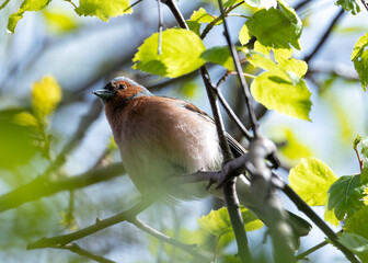 Chaffinch (Fringilla coelebs) - Widespread across Europe, Asia, and North Africa - 787524483