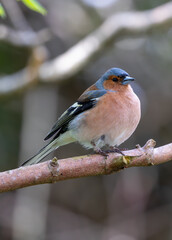 Chaffinch (Fringilla coelebs) - Widespread across Europe, Asia, and North Africa - 787524494