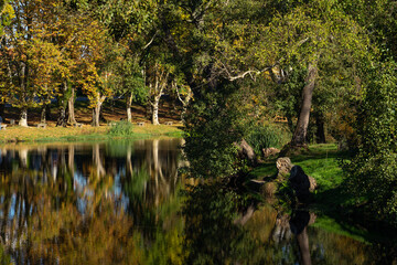 Fototapeta premium Autumn landscape of a riverside forest with tall poplars reflected in the river water