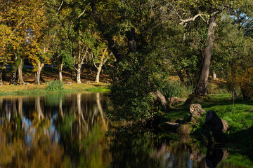 Autumn landscape of a riverside forest with tall poplars reflected in the river water