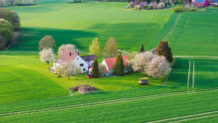 Aerial drone view of yellow rapeseed fields in German countryside