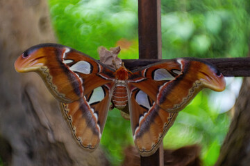 Attacus atlas or  Atlas moth. A  large saturnid moth endemic to the forests of Asia.