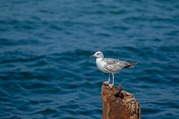 Seagull perched on a rusty pole in the sea.