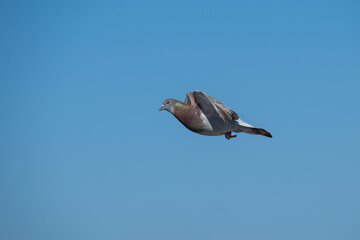 Fototapeta na wymiar Dove flying in the sky, blue sky background.