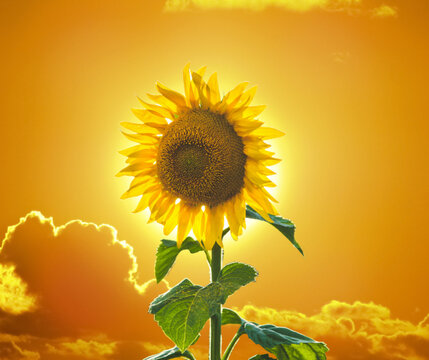 sunflower on the field