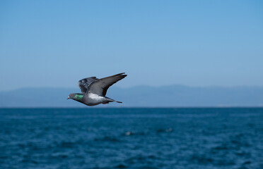 Fototapeta na wymiar Dove flying in the sky, blue sky background.