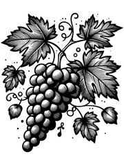 Obraz premium Grape branch hand drawing vintage style black and white. Sketch board. Raster, generative ai.