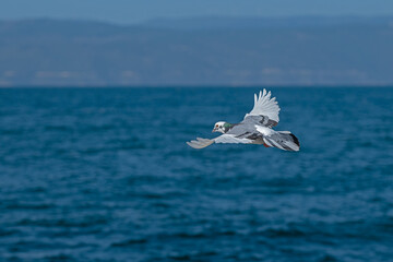 White coloured dove flying in the sky, blue sky background.
