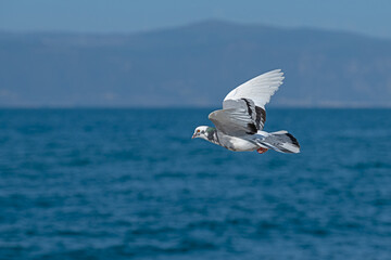 White coloured dove flying in the sky, blue sky background.