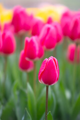 Closeup of a magenta tulip in a field of pink flowers