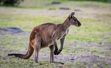 Portrait of a western grey kangaroo, Macropus Fuliginosus, subspecies Kangaroo Island kangaroo.