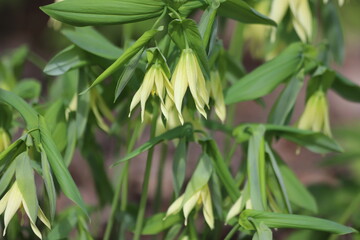 Naklejka premium Uvularia grandiflora. Yellow bellwort flowers in a garden.