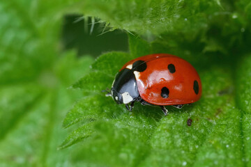 Closeup on the European seven spotted ladybird beetle, Coccinella septempunctata sitting on a green leaf