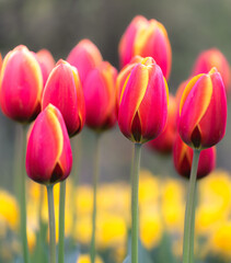 A field of pink and yellow tulips, basking in the sunlight