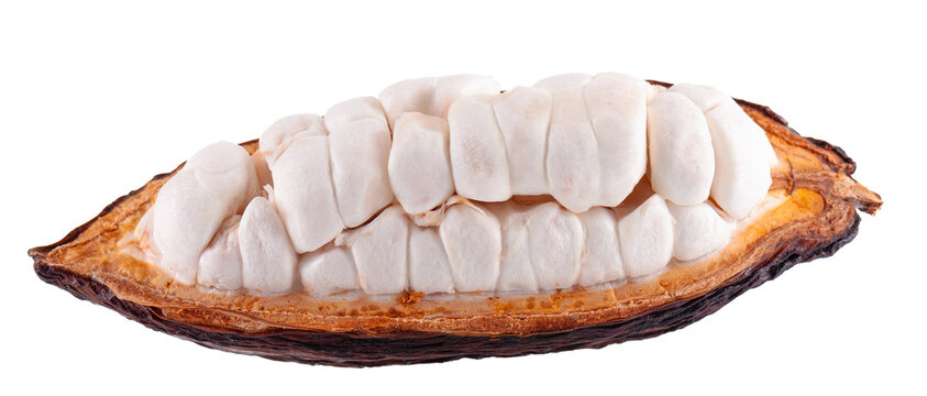 Fresh cacao fruits isolated on white background. Dark red cocoa pods. Clipping path.