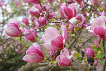 Blooming tree branch with pink Magnolia soulangeana flowers in park or garden on blue sky background. Nature, floral, gardening.