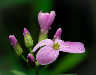 Closeup of a magenta wildflower with water drops on its petals