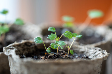 Small Strawberry Fragaria seedlings in peat pot at home. Hobby, indoor gardening, growing fruits...